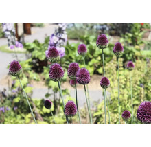 Plantes d''ail d''ornement en fleurs dans un parterre de jardin