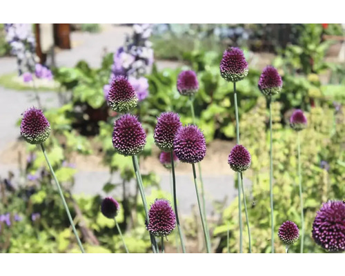 Blühende Zierlauch Pflanzen im Gartenbeet