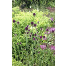 Ail d''ornement dans un parterre de jardin