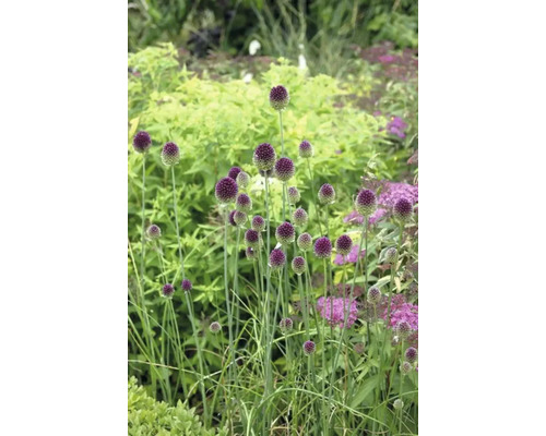 Zierlauch im Gartenbeet