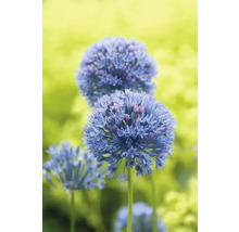 Ail d''ornement dans le jardin