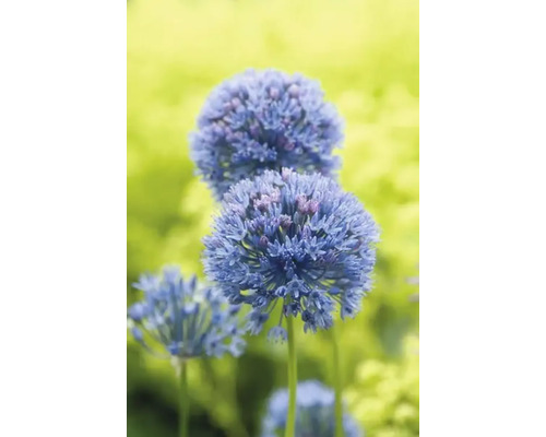 Zierlauch im Garten