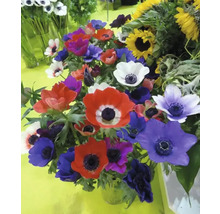 Bouquet d''anémones et de tournesols