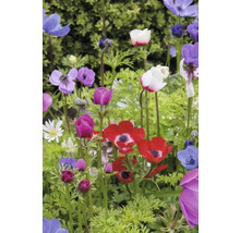 Fleurs d''anémones colorées dans un paysage de jardin.