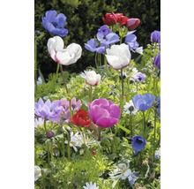 Anémones en fleurs de différentes couleurs dans le jardin.