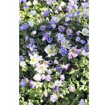 Mer de fleurs avec anémones sylvie blanches et violettes