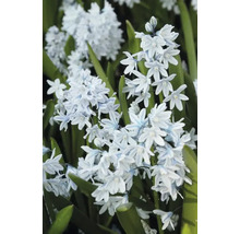 Blütenstand der Zwiebelblume Scilla mischtschenkoana