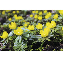 Éranthes d''hiver dans un parterre