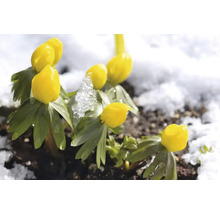 Fleurs d''Éranthis d''hiver dans la neige