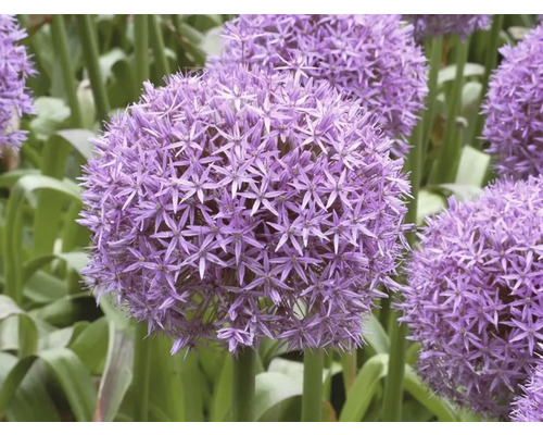 Zierlauchblüten im Garten
