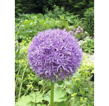Bulbes d'ail d'ornement FloraSelf 'Gladiator' 1 pièce