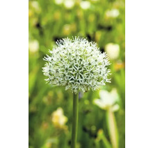 Ail d''ornement en fleurs dans le jardin