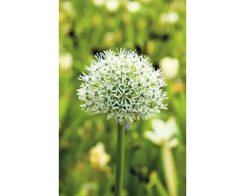Ail d''ornement en fleurs dans le jardin