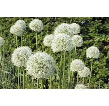 Gros plan sur des fleurs d''ail d''ornement dans le jardin.