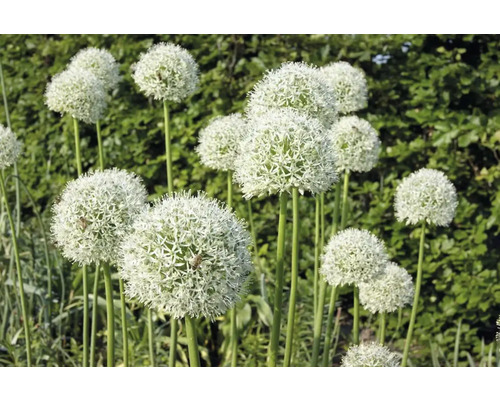 Gros plan sur des fleurs d''ail d''ornement dans le jardin.