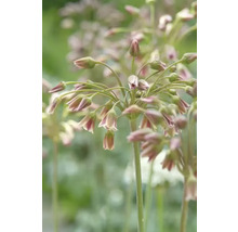 Gros plan sur des fleurs d''ail d''ornement