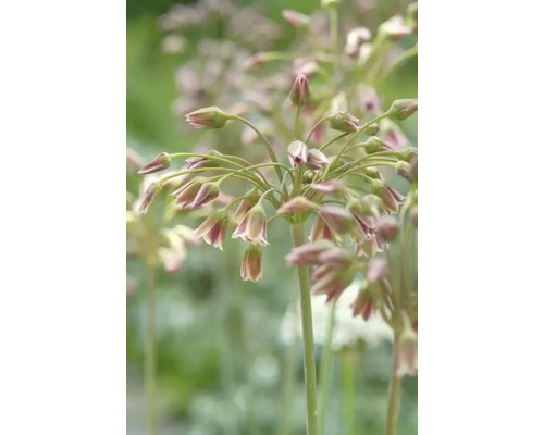 Gros plan sur des fleurs d''ail d''ornement