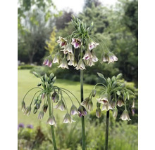 Trois plants d''ail d''ornement dans le jardin.