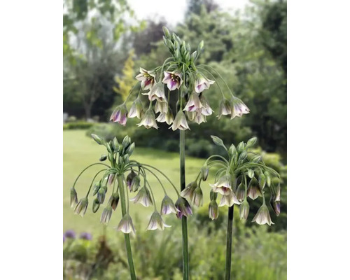 Trois plants d''ail d''ornement dans le jardin.