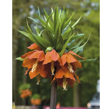 Fritillaire impériale avec des fleurs orange et des feuilles vertes.