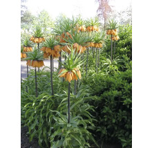 Couronnes impériales dans un parterre de jardin
