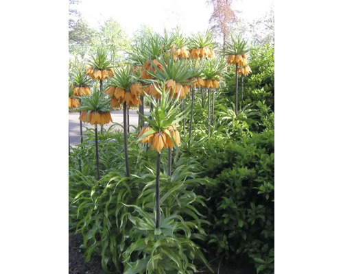 Couronnes impériales dans un parterre de jardin