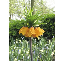 Fleur de couronne impériale dans un parterre de jardin