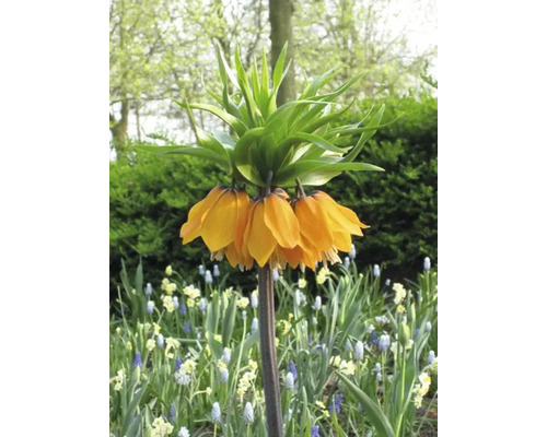 Fleur de couronne impériale dans un parterre de jardin