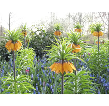 Parterre de fleurs avec des couronnes impériales et des jacinthes de raisin bleues