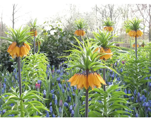 Parterre de fleurs avec des couronnes impériales et des jacinthes de raisin bleues