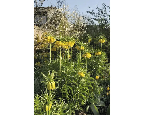 Couronnes impériales jaunes dans un jardin