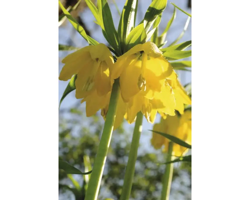 Gros plan sur une fleur de couronne impériale jaune
