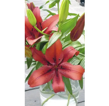 Fleurs de lys dans un vase