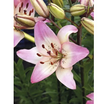 Nahaufnahme einer rosafarbenen Lilienblüte im Garten.