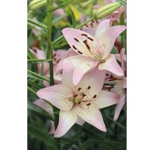 Nahaufnahme von rosa Lilienblüten im Garten
