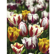 Gros plan de tulipes avec différentes couleurs de fleurs