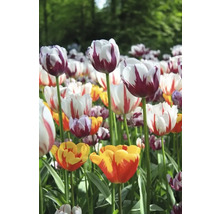 Champ avec différents types de tulipes dans le jardin