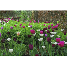 Parterre de tulipes avec différentes variétés de tulipes dans le jardin