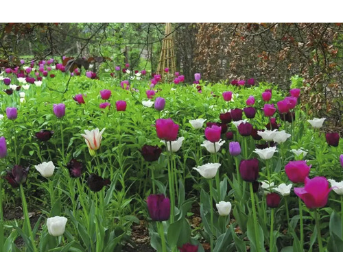 Parterre de tulipes avec différentes variétés de tulipes dans le jardin