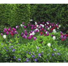 Parterre de fleurs avec des tulipes et de la pervenche