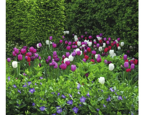 Parterre de fleurs avec des tulipes et de la pervenche