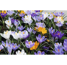 Crocus en fleurs de différentes couleurs