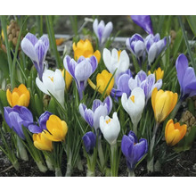 Groupe de crocus avec des fleurs de différentes couleurs