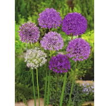 Plantes d''ail d''ornement en fleurs dans le jardin