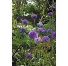 Ail d''ornement en fleurs dans le jardin.