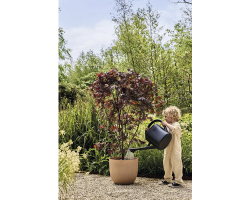 Kind gießt Ahornbaum im Pflanzgefäß im Garten mit einer Gießkanne.