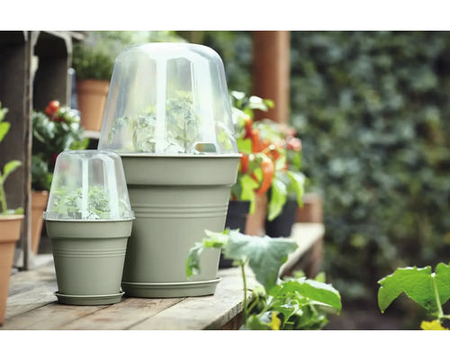 Zwei Pflanztöpfe mit transparenten Hauben zum Schutz von Pflanzen im Garten.
