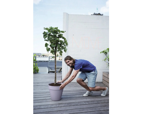 Mann bewegt Topfpflanze auf einer Terrasse.