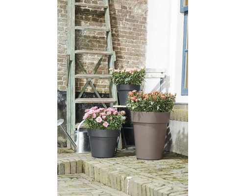 Drei Pflanzkübel mit Rosen auf einer Terrasse mit Ziegelmuster