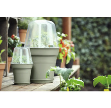 Zwei Pflanztöpfe mit Anzuchthauben auf einer Holzoberfläche, umgeben von Pflanzen